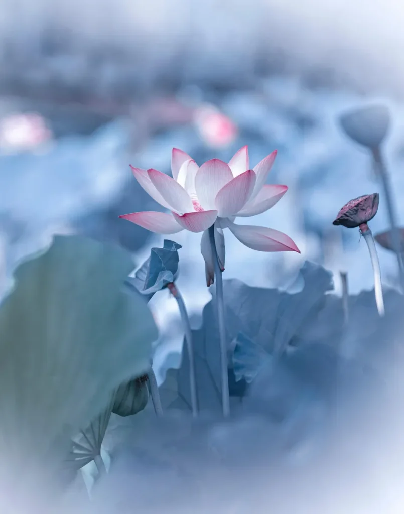 Lotus rose sur fond bleu humide